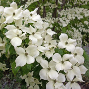 Koreansk Blomsterkornell - Cornus kousa (Storlek: 80-100 C5)