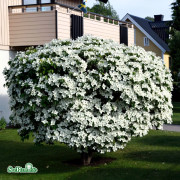 Koreansk Blomsterkornell - Cornus kousa Milky Way (Storlek: 60-70 C4)