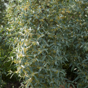 Silverbuske - Elaeagnus Quicksilver (Storlek: 80-100 C10)