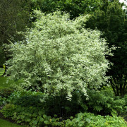Körsbärskornell - Cornus mas Variegata (Storlek: 60-80 C)