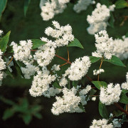 Praktdeutzia - Deutzia magnifica (Storlek: 30-40 C3)