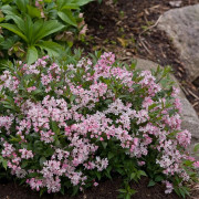 Rosendeutzia - Deutzia x rosea Yuki Cherry Blossom ® (Storlek: busk C3,5)