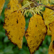 Amerikansk Trollhassel - Hamamelis virginiana (Storlek: 60-80 C)