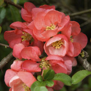 Hybridrosenkvitten - Chaenomeles x superba Salmon Horizon (Storlek: 30-40 C2)
