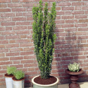 Japansk Järnek - Ilex crenata Fastigiata (Storlek: 50-55 C3)