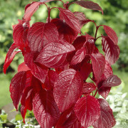 Rysk Kornell - Cornus alba Siberian Pearls (Storlek: 40-60 C3)