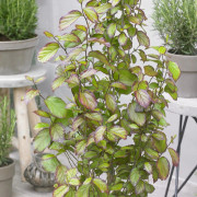 Papegojbuske - Parrotia persica Persian Spire ® (Storlek: 40-50 C4)