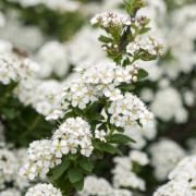 Girlandspirea - Spiraea nipponica June Bride (Storlek: busk C1,5)