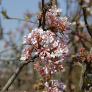 Kejsarolvon - Viburnum farreri December Dwarf ® (Storlek: busk C2)