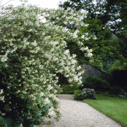 Smultronschersmin - Philadelphus x lemoinei (Storlek: 80-100 C7,5)