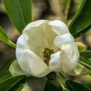 Virginiamagnolia - Magnolia virginiana (Storlek: 80-100 C4)
