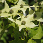Koreansk Blomsterkornell - Cornus kousa Norman Haddon (Storlek: 80-100 C7)