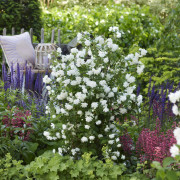 Schersmin - Philadelphus Pearls of Perfume ™ (Storlek: 25-30 C3)