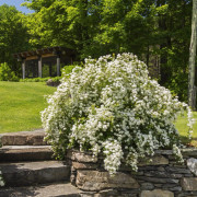 Slånspirea - Spiraea prunifolia (Storlek: 40-60 C3)