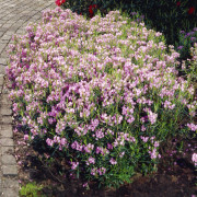 Tuvkalmia - Kalmia polifolia (Storlek: 20-25 C2)