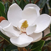 Kungsmagnolia - Magnolia grandiflora (Storlek: 40-50 C5)