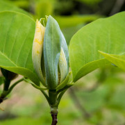 Poppelmagnolia - Magnolia acuminata Blue Opal (Storlek: 80-100 C)
