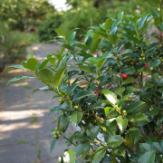 Blå Järnek - Ilex x meserveae Blue Maid (Storlek: 50-60 co)