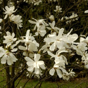 Hybridmagnolia - Magnolia x loebneri Merrill (Storlek: 60-80 co)