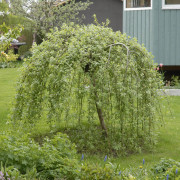 Hängsälg - Salix caprea Kilmarnock / Pendula (Storlek: 60 stam C3)
