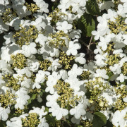 Japansk Snöbollsbuske - Viburnum plicatum f. tomentosum Summer Snowflake (Storlek: 60 stam C5)