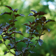 Smällspirea - Physocarpus opulifolius Midnight ® (Jonight) (Storlek: 40-50 C3)
