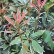 Japansk Buskrosling - Pieris japonica Variegata (Storlek: 25-30 C3)