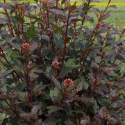Smällspirea - Physocarpus opulifolius Little Joker ® (Storlek: 40-50 C3)