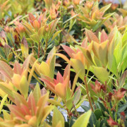 Japansk Buskrosling - Pieris japonica Prelude (Storlek: 25-30 C3)