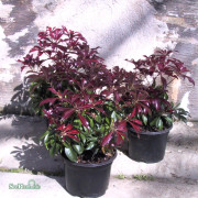 Japansk Buskrosling - Pieris japonica Katsura ® (Storlek: 20-25 C2)