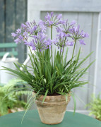 Afrikas blå lilja - Agapanthus hybr. Peter Pan (Krukstorlek: 0,5-1L)
