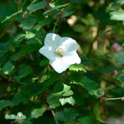 Storblommigt brudhallon - Rubus Benenden (Storlek: 40-45 C3)