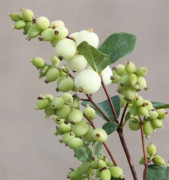 Snöbär/Doorenbossnöbär - Symphoricarpos x doorenb. Magical Galaxy ® (Storlek: 40-50 C3)