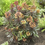 Eldtörel - Euphorbia griffithii Black Bird (Krukstorlek: 0,5-1L)