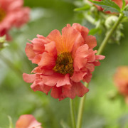 Trädgårdsnejlikrot - Geum hybr. Coral Tempest ® (Krukstorlek: 0,5-1L)