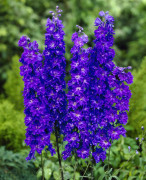 Trädgårdsriddarsporre - Delphinium elatum Faust (Krukstorlek: 0,5-1L)