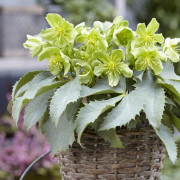 Stamjulros - Helleborus argutifolius Silver Lace (Krukstorlek: 0,5-1L)