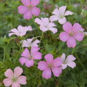 Kronnäva - Geranium x oxonianum Rose Clair (Krukstorlek: 0,5-1L)