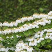 Japanolvon - Viburnum plicatum f. tomentosum Watanabe (Storlek: 40-50 C5)