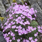 Bergnejlika - Dianthus gratianopolitanus Dinetta Soft Pink (Krukstorlek: 0,5-1L)