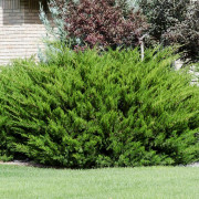 Trädgårdsen - Juniperus x pfitzeriana Mint Julep (Storlek: 30-40 C3)