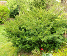 Hybrididegran - Taxus x media Densiformis (Storlek: 30-35 C2)