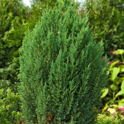 Kinesisk En - Juniperus chinensis Stricta (Storlek: 40-45 C3)