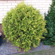 Gul Klottuja - Thuja occidentalis Golden Globe (Storlek: 30-35 C3,5)
