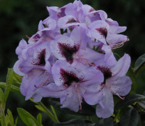 Rododendron - Rhododendron hybr. Hachmann´s Metallica (Storlek: 40-50 C5)