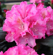 Rododendron - Rhododendron yak. hybr. Kalinka (Storlek: 30-40 C4)