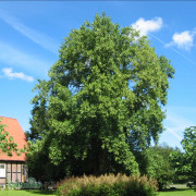Tulpanträd - Liriodendron tulipifera (Storlek: utr 150-175 C7,5)