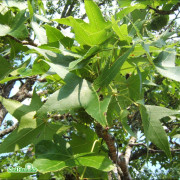 Ambraträd - Liquidambar styraciflua (Storlek: utr 175-200 C10)