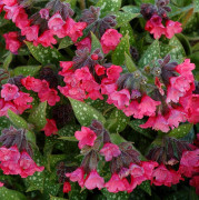Lungört - Pulmonaria hybr. Shrimps on the Barbie (Krukstorlek: 3L)