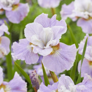 Rabattiris - Iris sibirica Dawn Waltz (Krukstorlek: 0,5-1L)